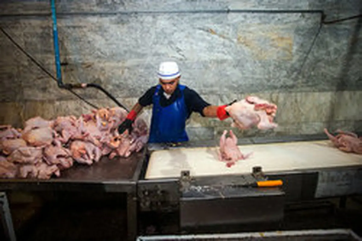 جدیدترین وضعیت بازار گوشت مرغ و ماهی