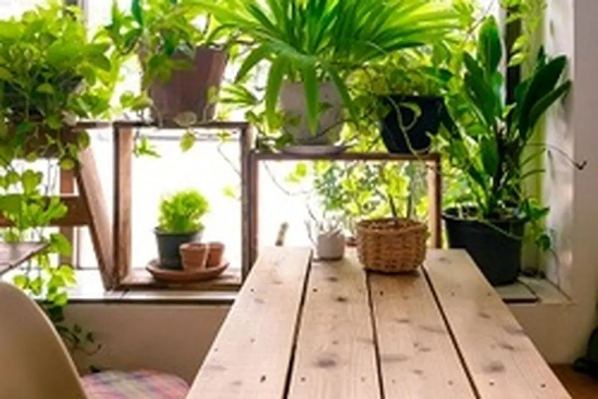 فواید گل‌ها و گیاهان آپارتمانی برای سلامت