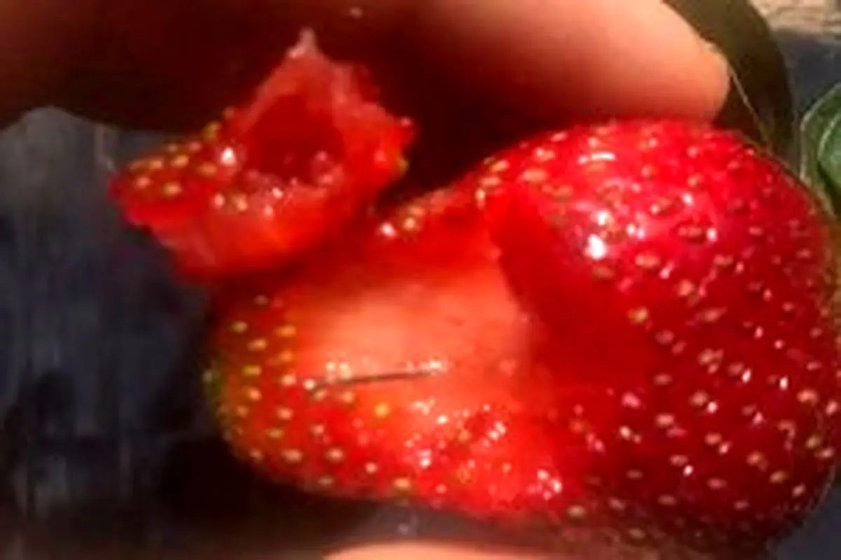 دستگیری یک زن در رابطه با توت‌فرنگی‌های سوزن دار