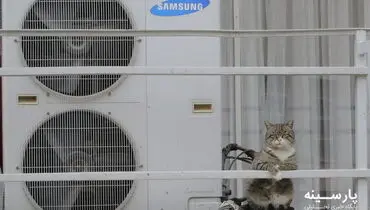 پیشی خسته!