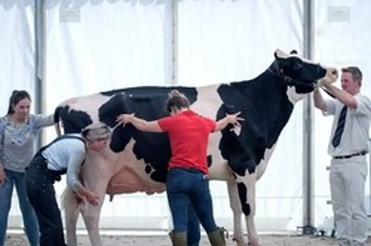 گاو بدون شاخ متولد می‌شود!