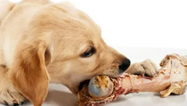۱۷ غذایی که سگ‌ها هرگز نباید بخورند