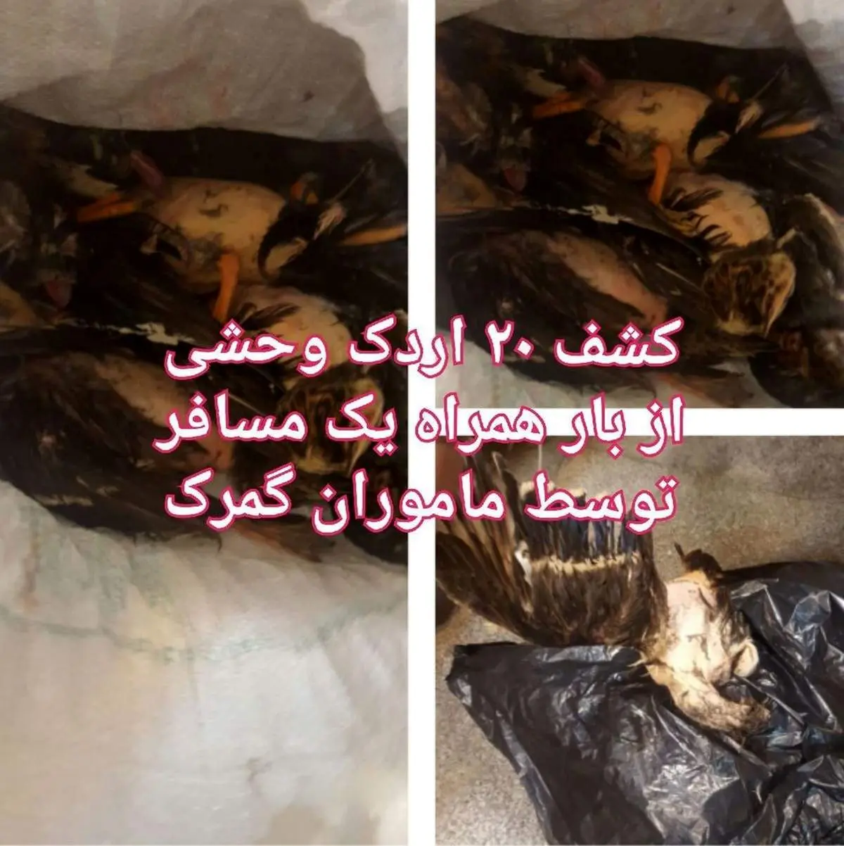 قاچاق اردک در گمرک شلمچه! +عکس