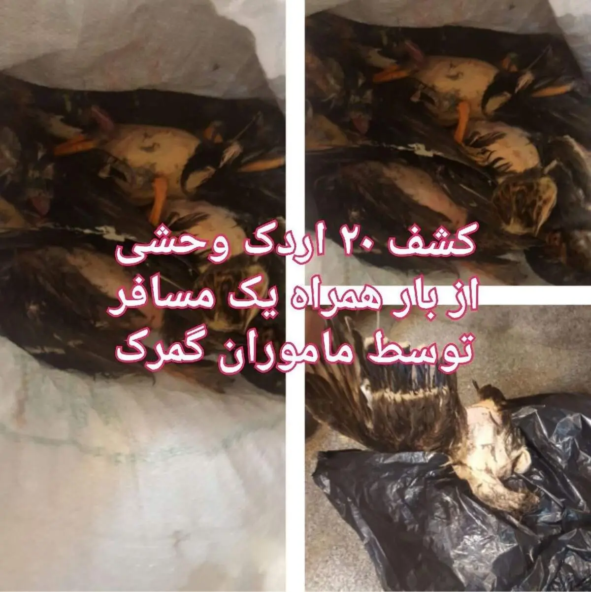 قاچاق اردک در گمرک شلمچه! +عکس