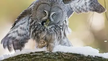 تصویری دیدنی از لحظه شکار جُغد!