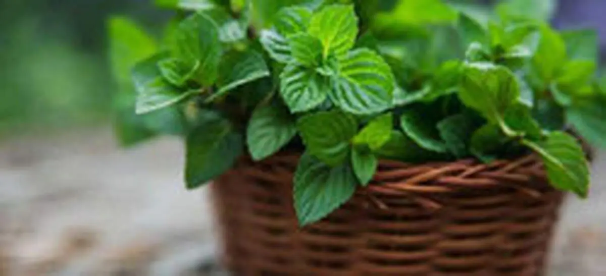 ماسک نعنا برای پاکسازی پوست و درمان جوش‌ها