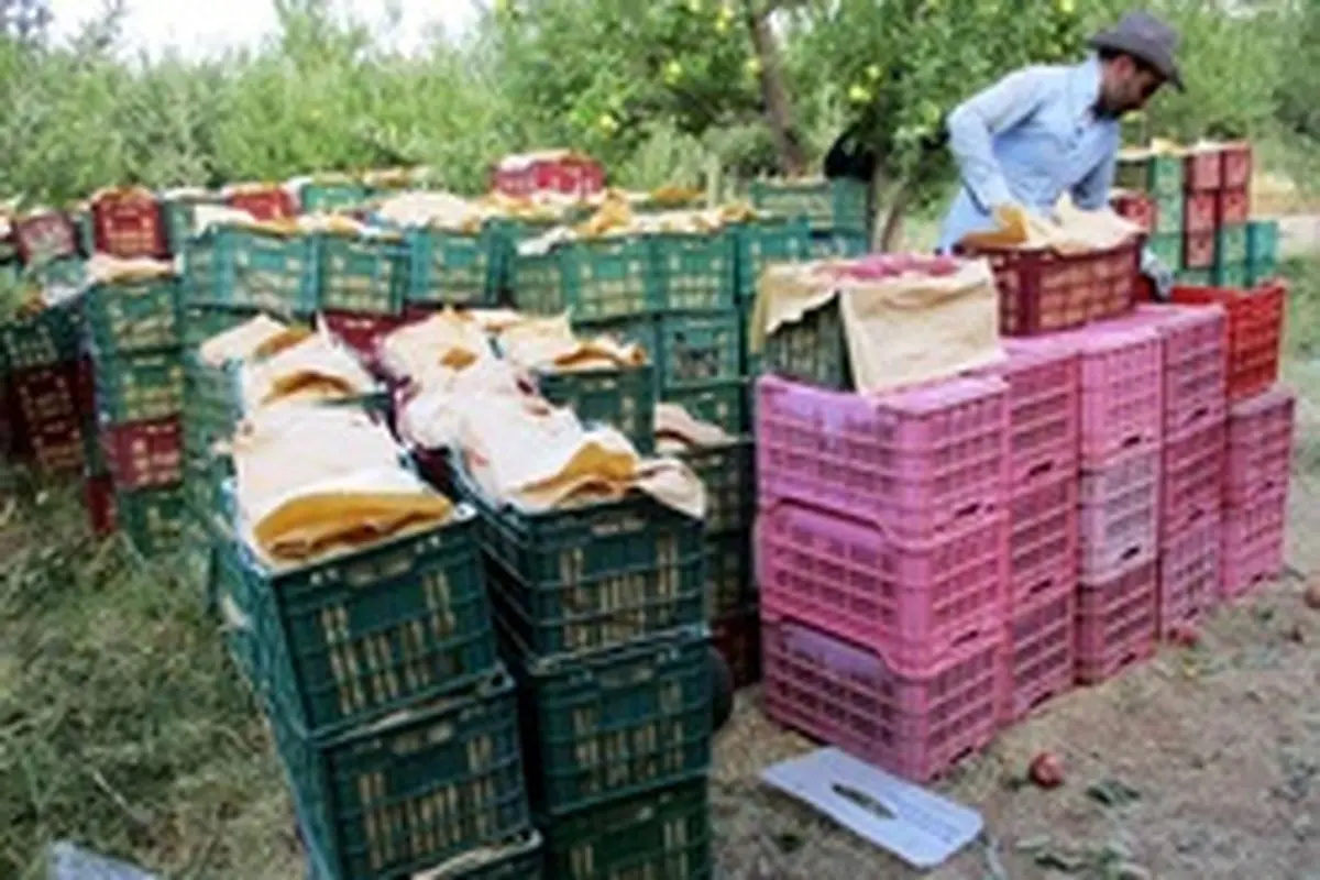 ورود سیب ایرانی به بازار‌های جدید بین المللی
