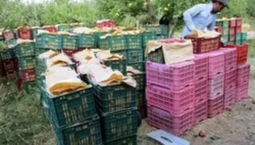 ورود سیب ایرانی به بازار‌های جدید بین المللی
