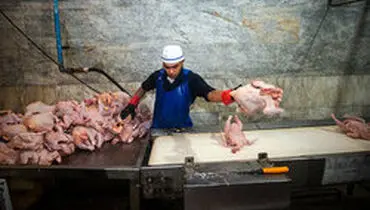قیمت مرغ در بازار، ۲۰ درصد گران‌تر از نرخ مصوب!