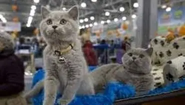 اتفاقی عجیب در تهران؛ برگزاری «فشن شو» گربه ها