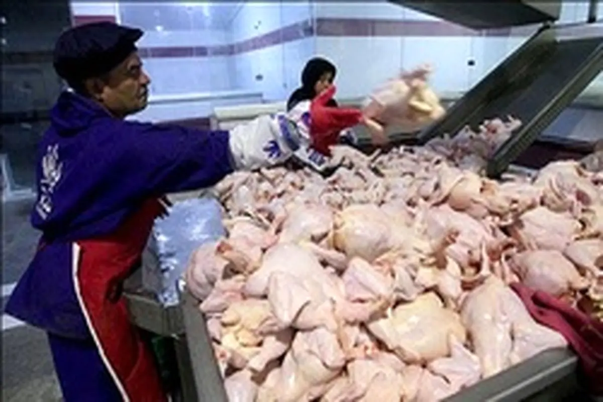 کاهش قیمت مرغ و انواع آلایش آن در غرفه تره بار