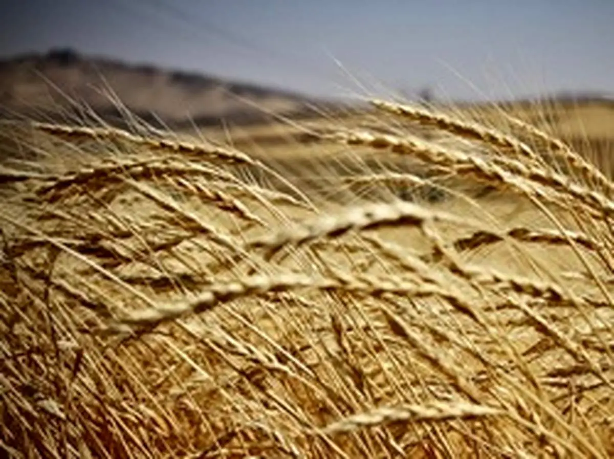 نرخ خرید تضمینی گندم تعیین شد