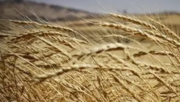 نرخ خرید تضمینی گندم تعیین شد