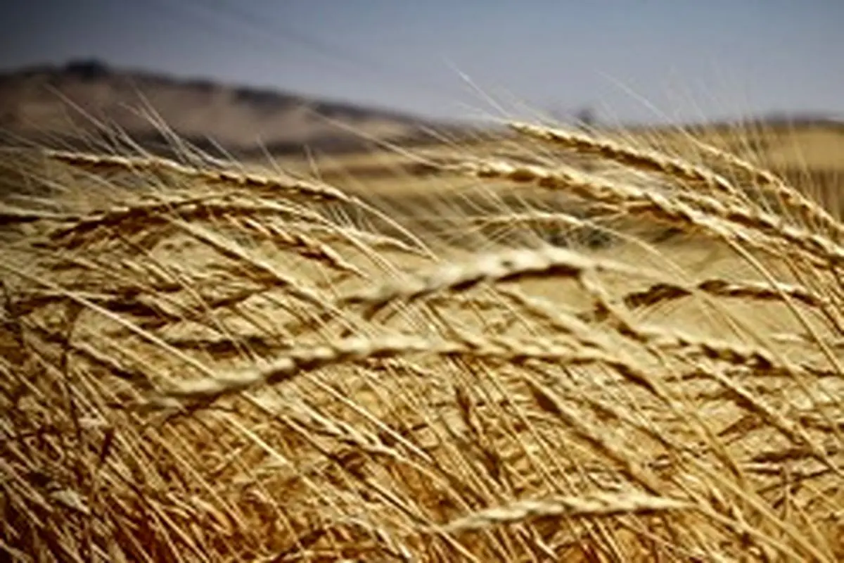 نرخ خرید تضمینی گندم تعیین شد