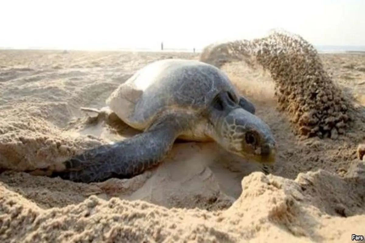 قتل عام لاک‌پشت‌ها در سواحل کنارک تایید شد