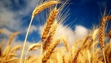 نرخ خرید تضمینی گندم افزایش یافت