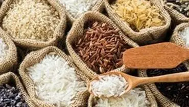 چه کار کنیم برنج شپشک نزند؟