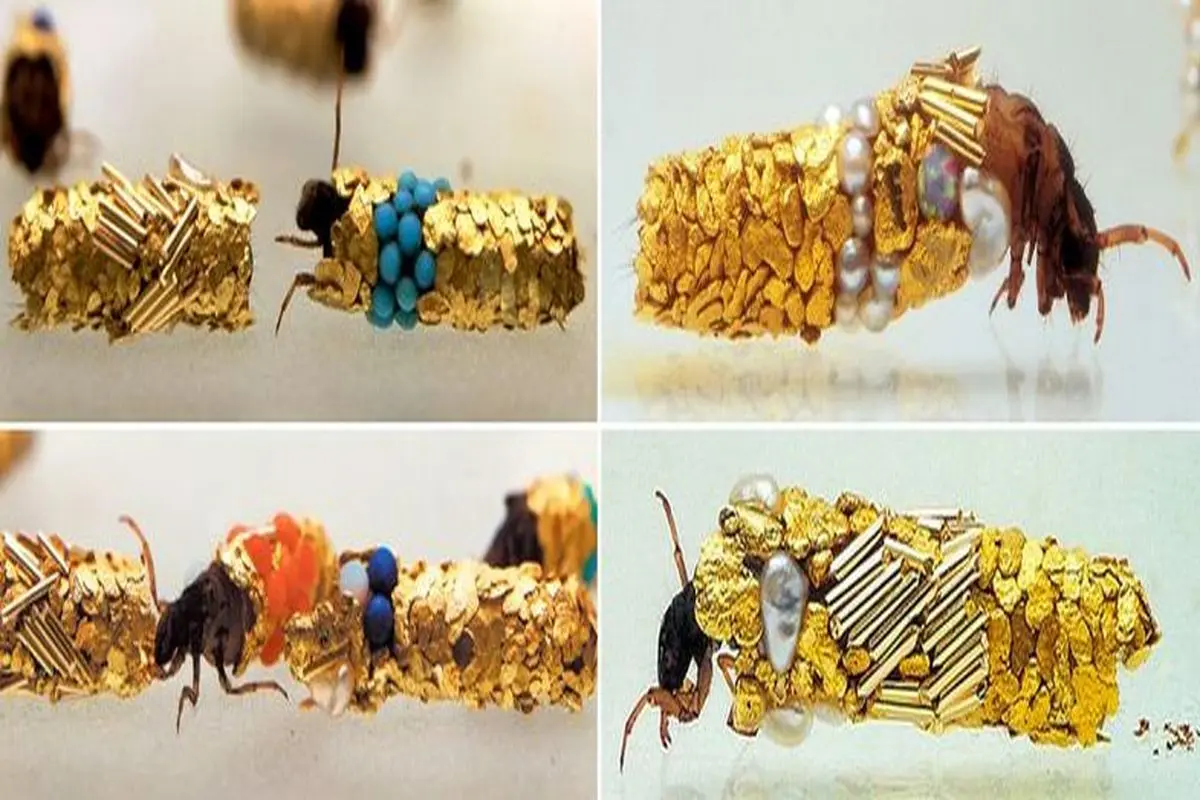 حشره‌ای که با ورقه‌های طلا پیله ساخته! +عکس