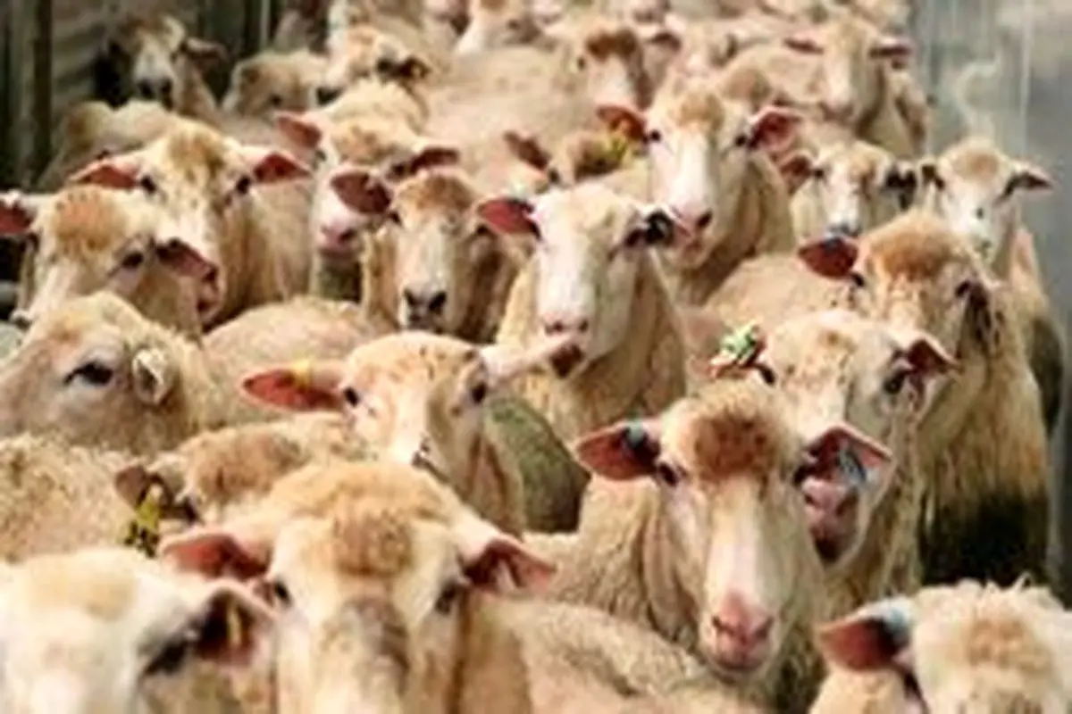 تفاوت گوشت گوسفند از چوبداری تا قصابی +جدول