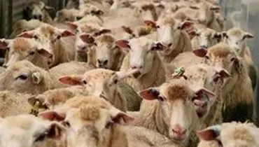 تفاوت گوشت گوسفند از چوبداری تا قصابی +جدول