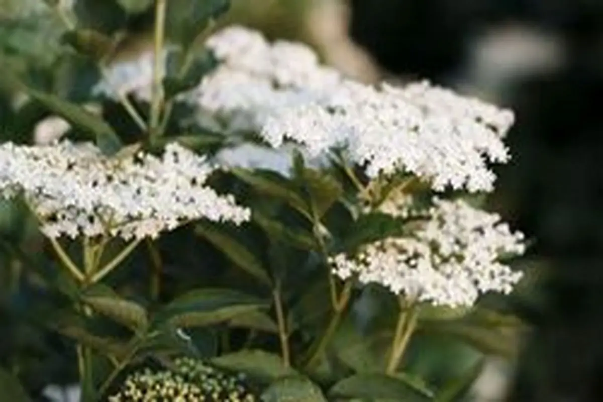 نکاتی برای پرورش آقطی
