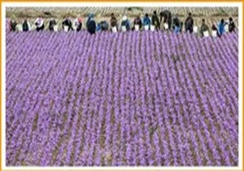 قیمت طلای سرخ در بازار اعلام شد