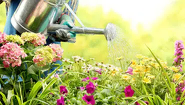 اصولی برای نگهداری از گل‌های آپارتمانی