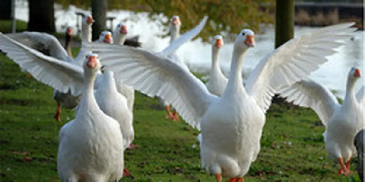 مزایای اقتصادی پرورش غاز خانگی