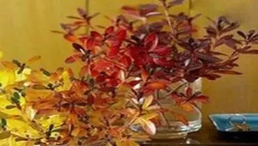 فواید استفاده از گل و گیاه در خانه