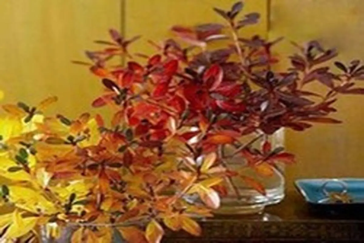 فواید استفاده از گل و گیاه در خانه