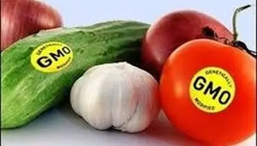 محصول تراریخته هیچ اثر سویی ندارد