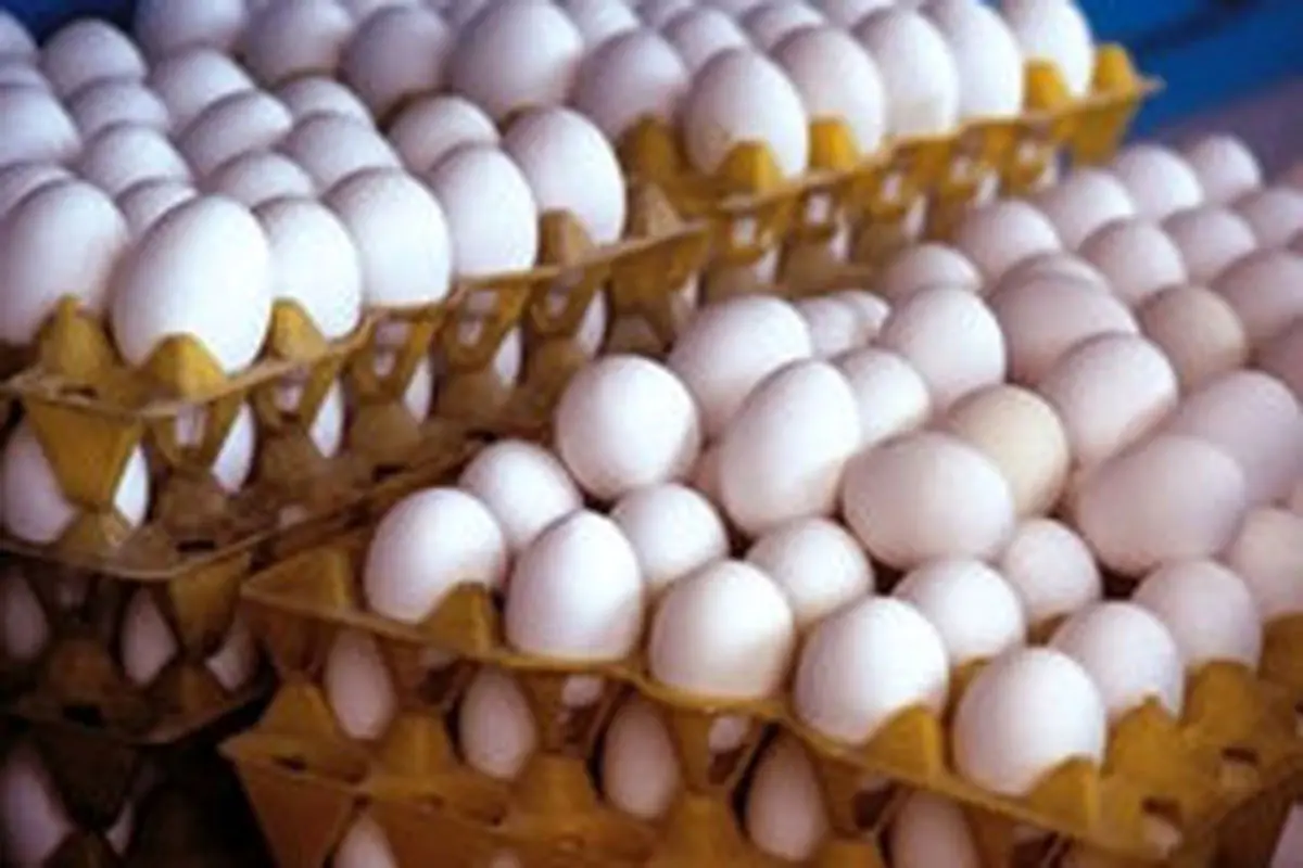 تخم‌مرغ کیلویی ١٨٠٠ تومان ارزان شد