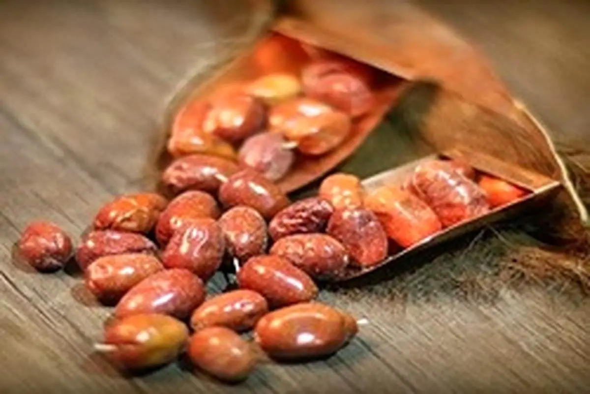 خواص و مزاج سنجد از دیدگاه طب سنتی