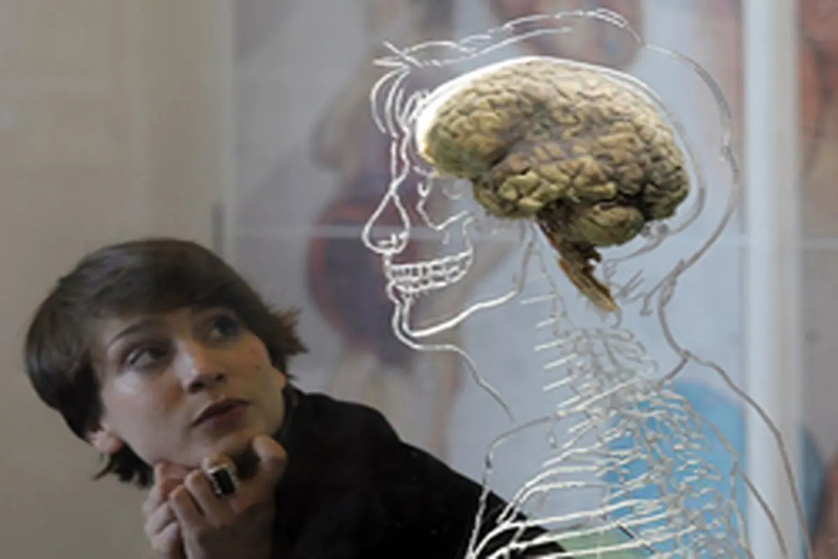 واقعیت‌های عجیب و جالب در مورد مغز