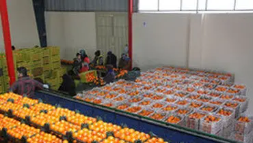 جزئیات تنظیم بازار میوه شب عید