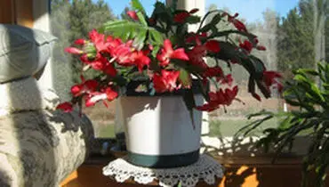 ویژگی‌ها و شرایط نگهداری کاکتوس کریسمس