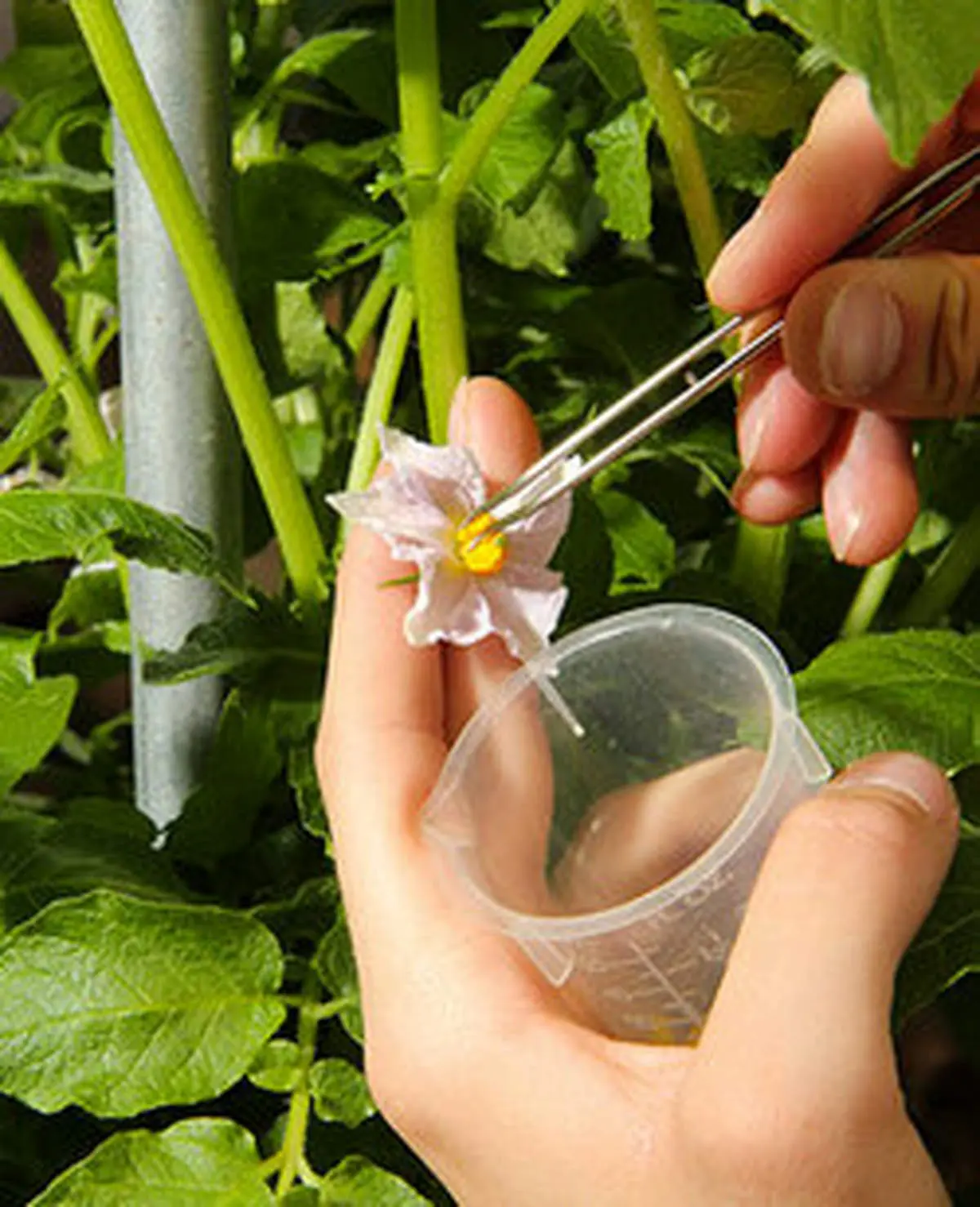 حکم مراجع درباره استفاده از محصولات تراریخته