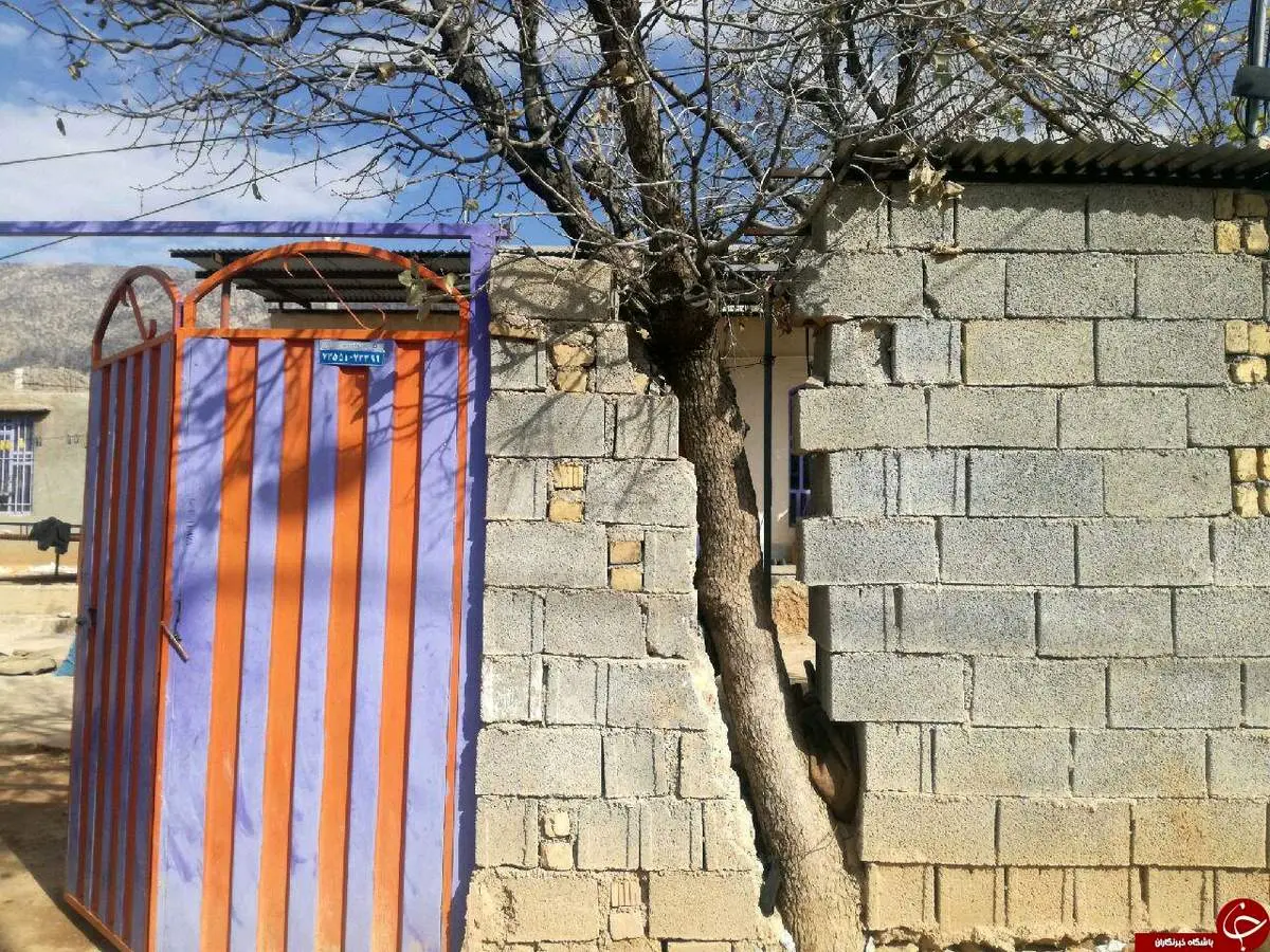 اقدام جالب یک پیرمرد برای حفظ درخت +عکس