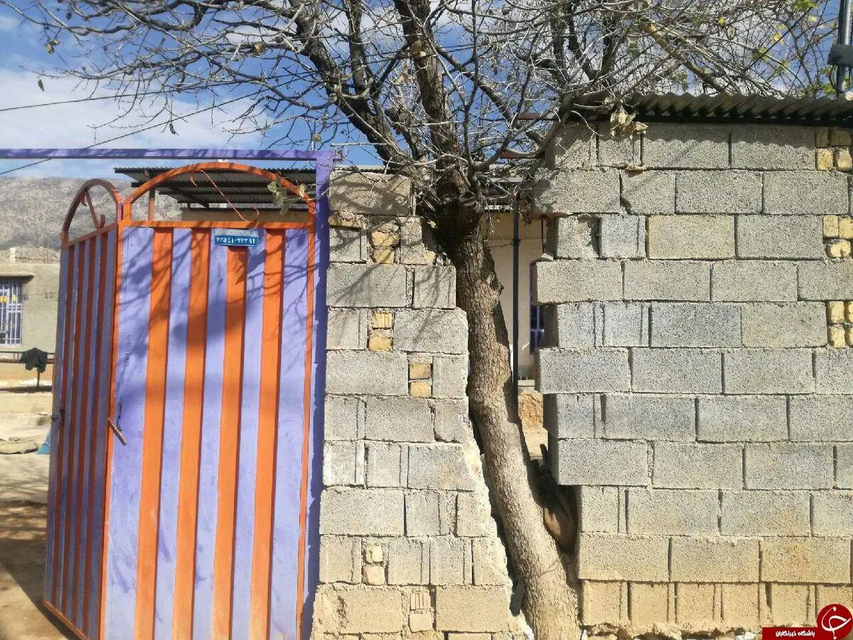 اقدام جالب یک پیرمرد برای حفظ درخت +عکس