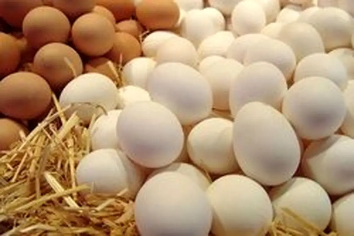 تخم مرغ روی ارزانی را نمیبیند
