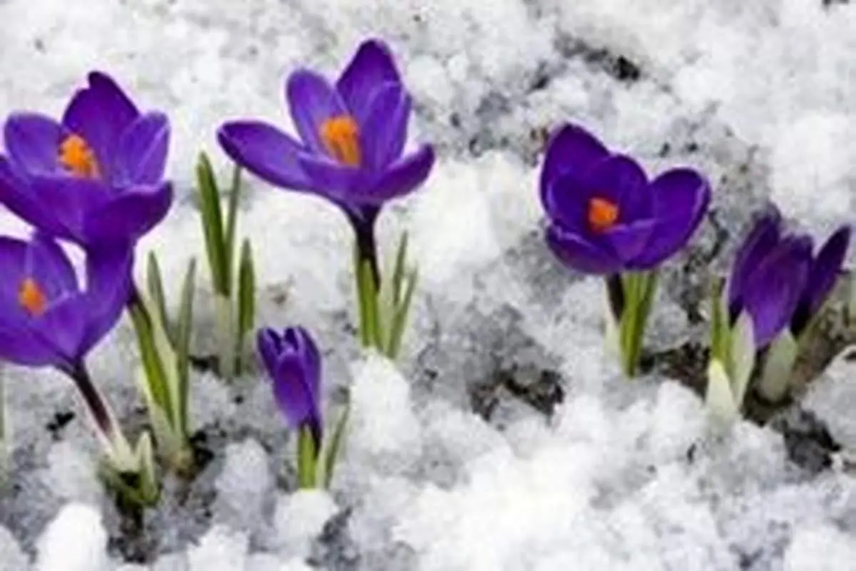 نحوه ی پرورش گل در فصل زمستان