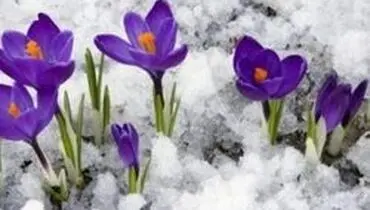 نحوه ی پرورش گل در فصل زمستان