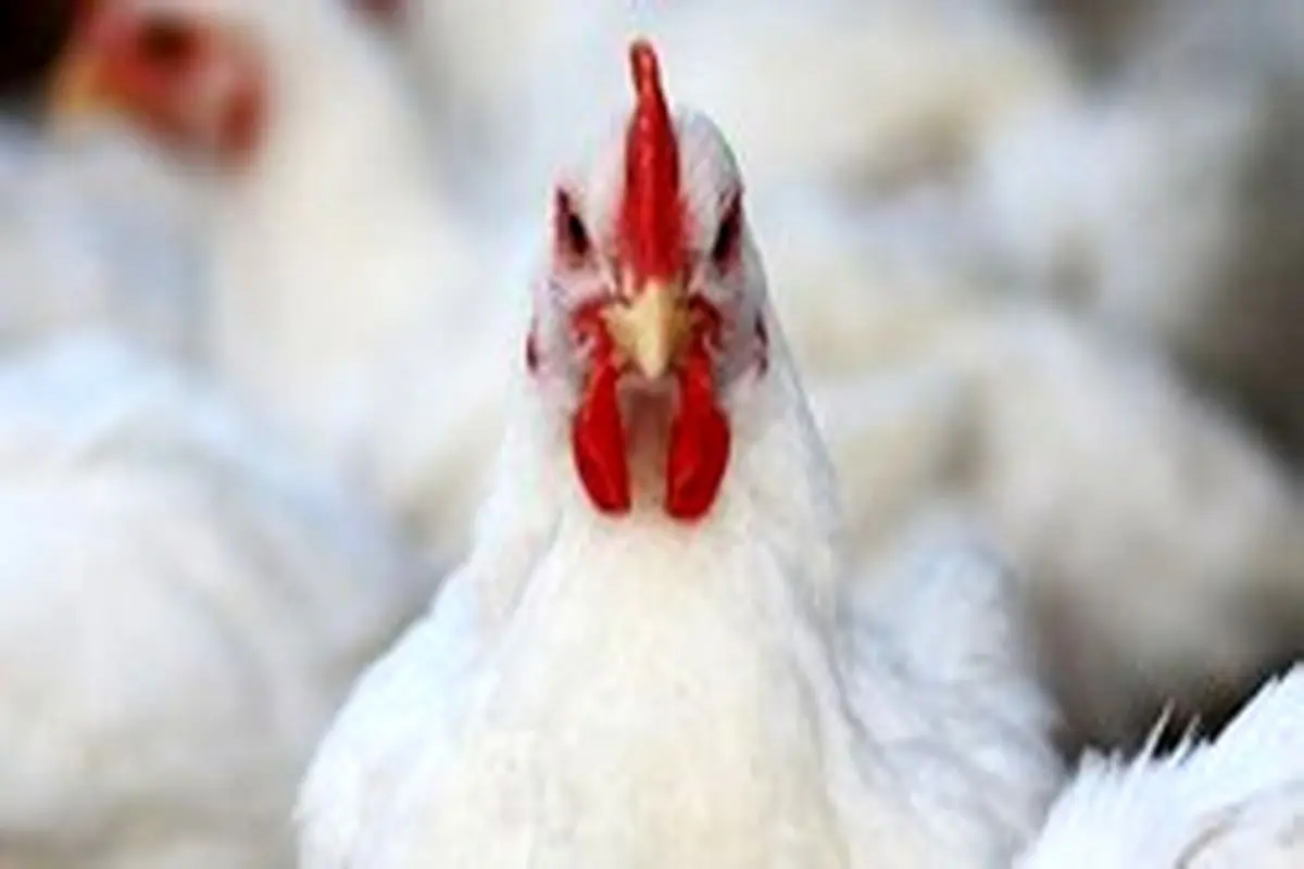 برنامه دولت برای تنظیم بازار مرغ و تخم مرغ