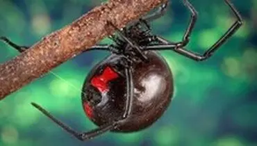 نیش این عنکبوت ادرار انسان را مختل می‌کند
