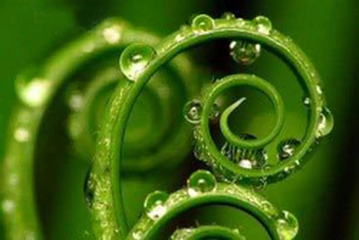 خوش بینی عاملی در موفقیت زندگی