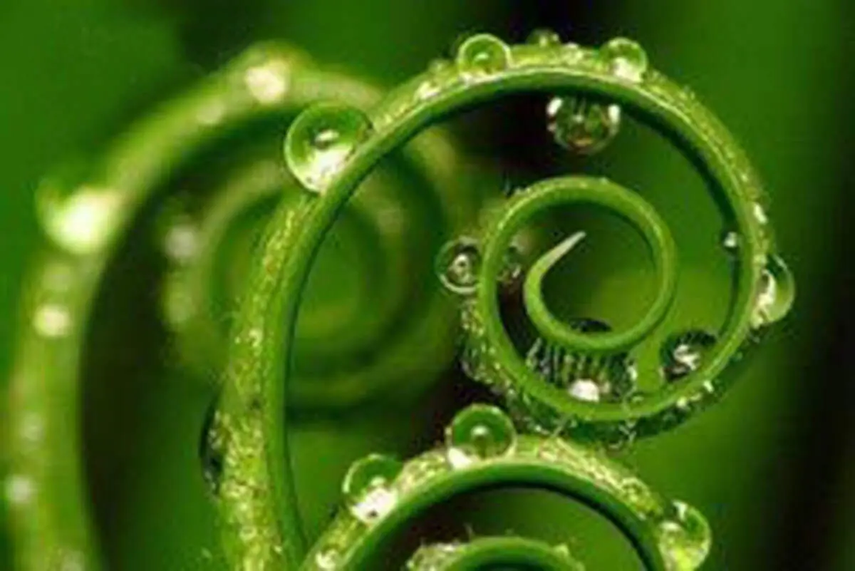 خوش بینی عاملی در موفقیت زندگی