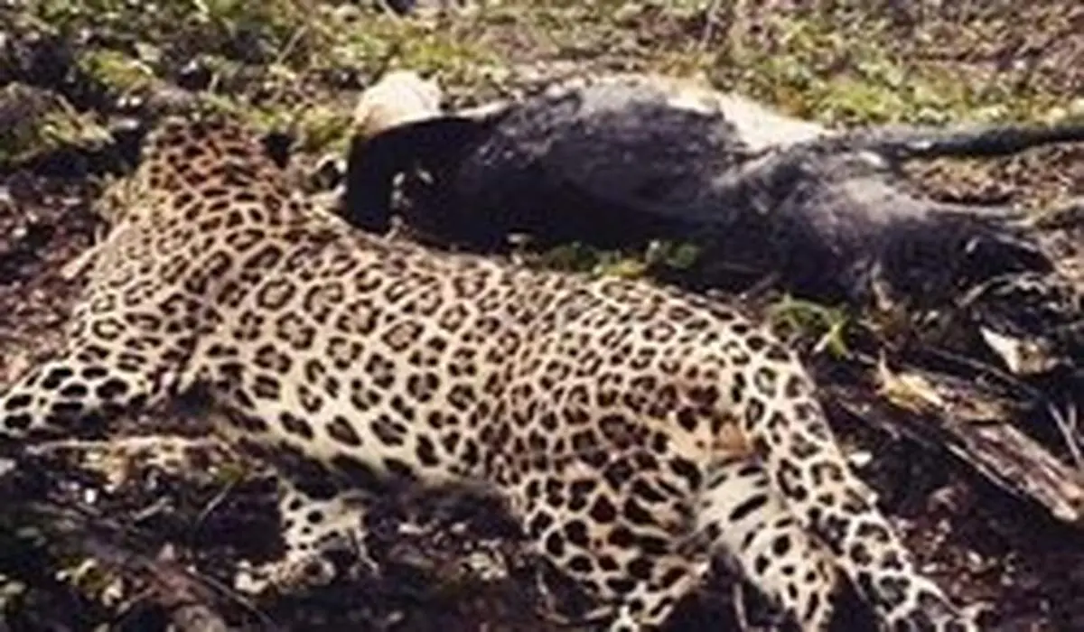 حمله پلنگ گرسنه به گاو در چالوس