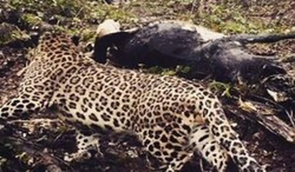حمله پلنگ گرسنه به گاو در چالوس