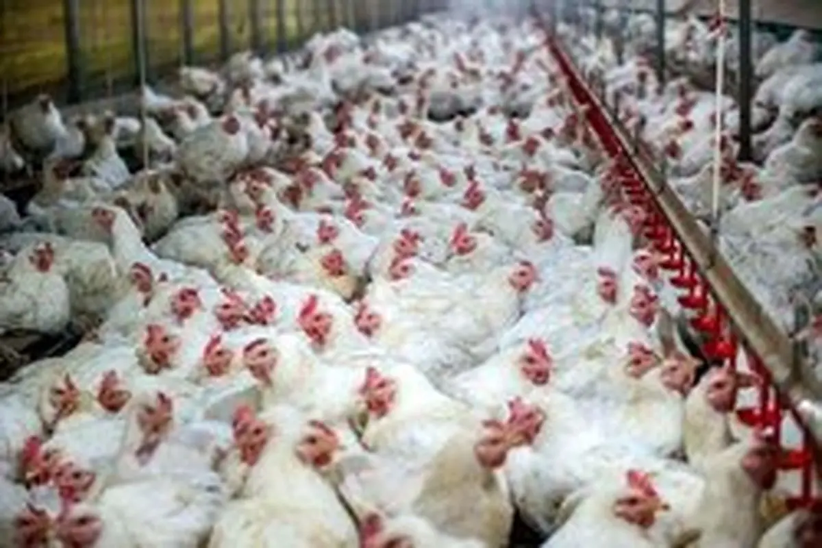 دلایل گرانی مرغ در بازار چیست؟