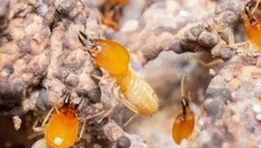 کاهش میزان خشکسالی با کمک موریانه‌ها